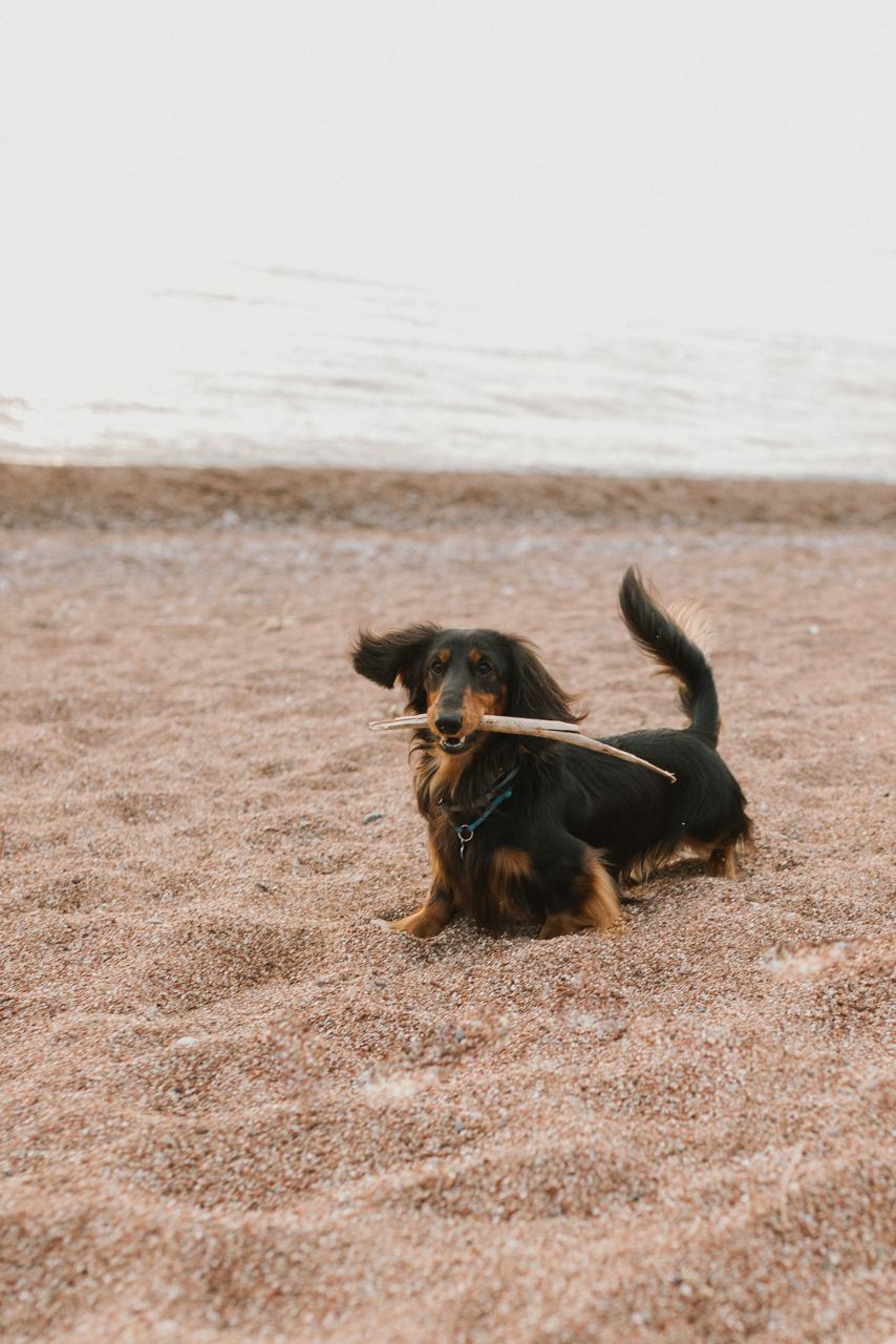 Dog-Friendly Map - Жизнь с собакой в Черногории. Опыт наших читателей.