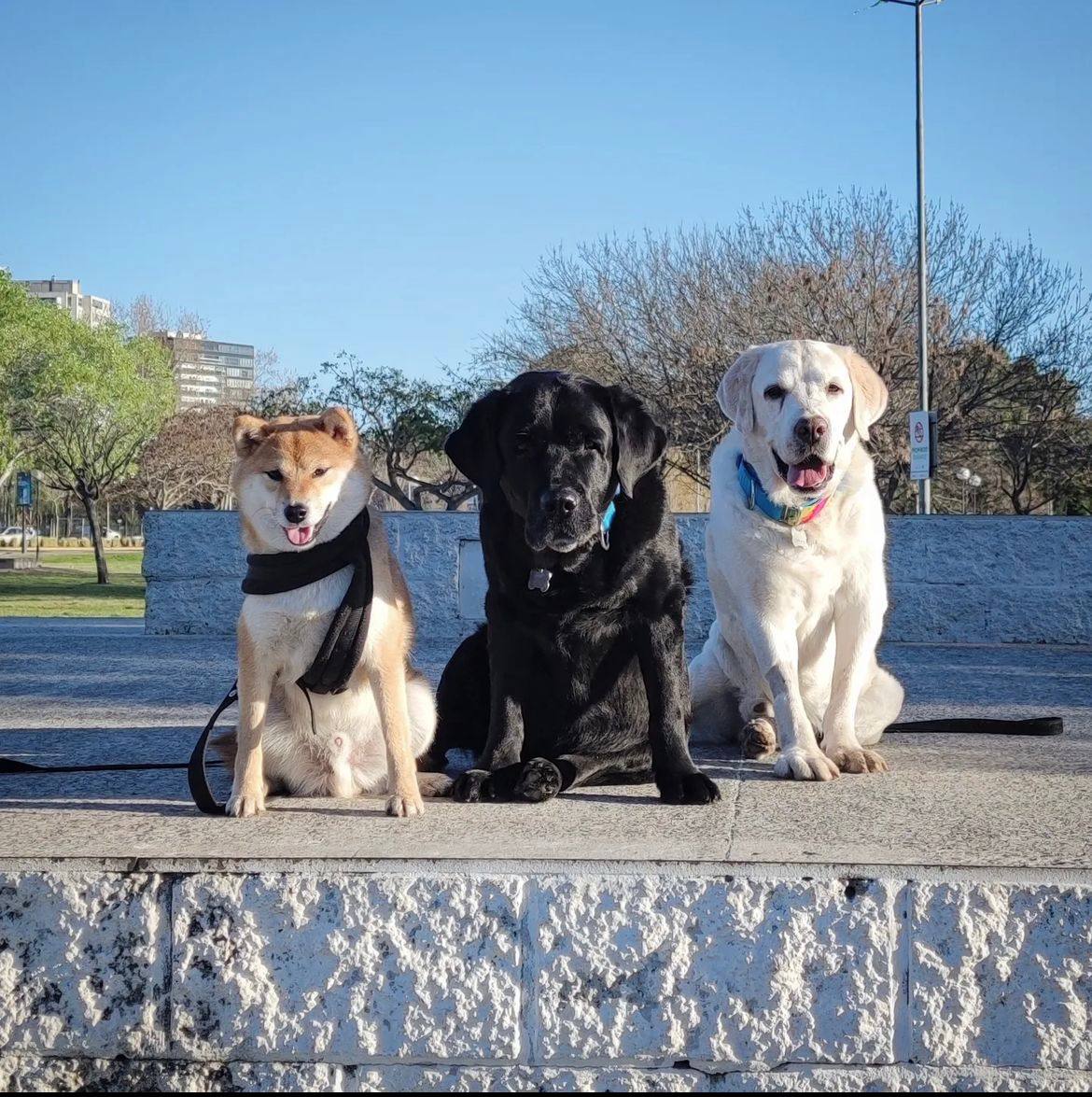 Dog-Friendly Map - Жизнь с собакой в Аргентине🇦🇷. Опыт наших читателей.