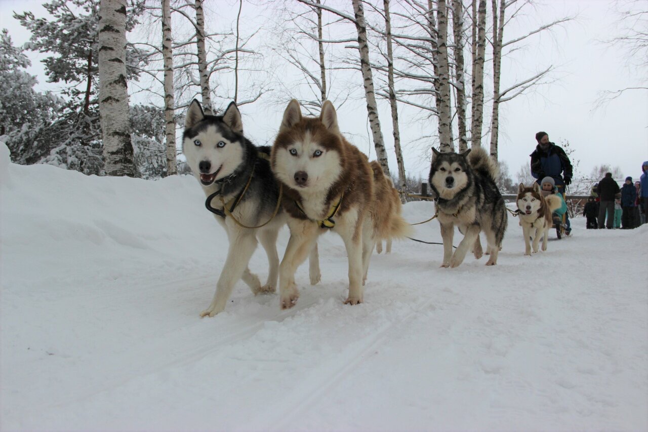 Dog-Friendly Map - Дачный клуб Корпино в Ярославской области