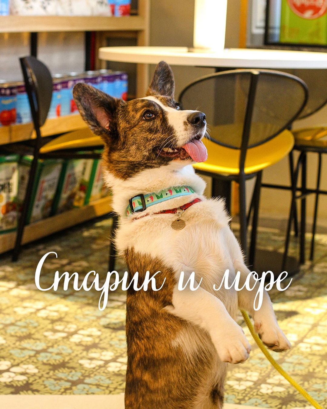 Dog-Friendly Map - Ресторан Старик и Море