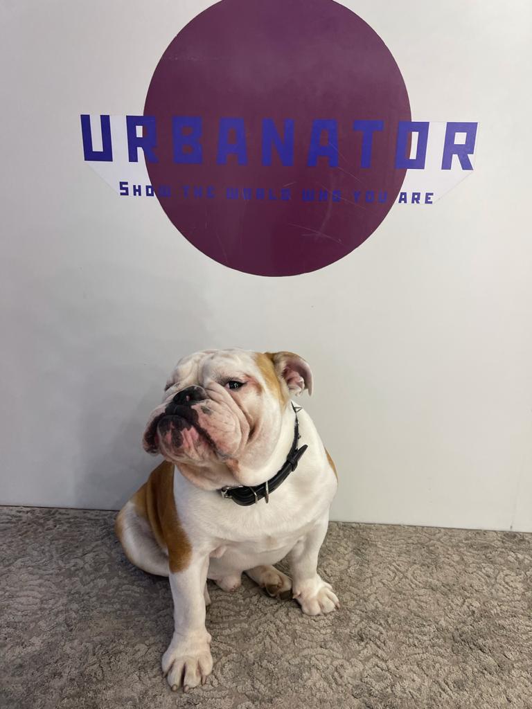 Dog-Friendly Map - Магазин андеграундной обуви и одежды Urbanator store на  улице Анны Северьяновой