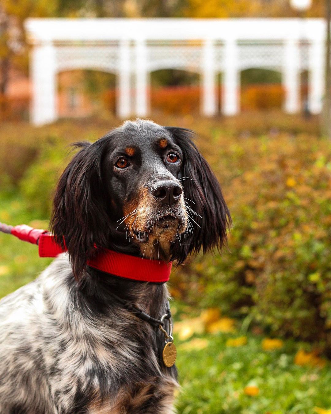 Dog-Friendly Map - Парк Сад имени Баумана на Старой Басманной