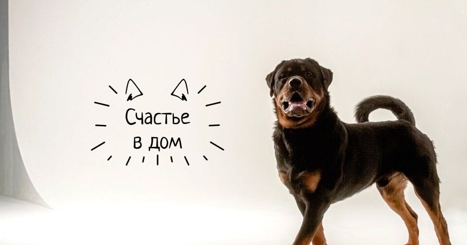 Дог френдли нижний новгород. Dog friendly вывеска. Фестиваль Dog-friendly.