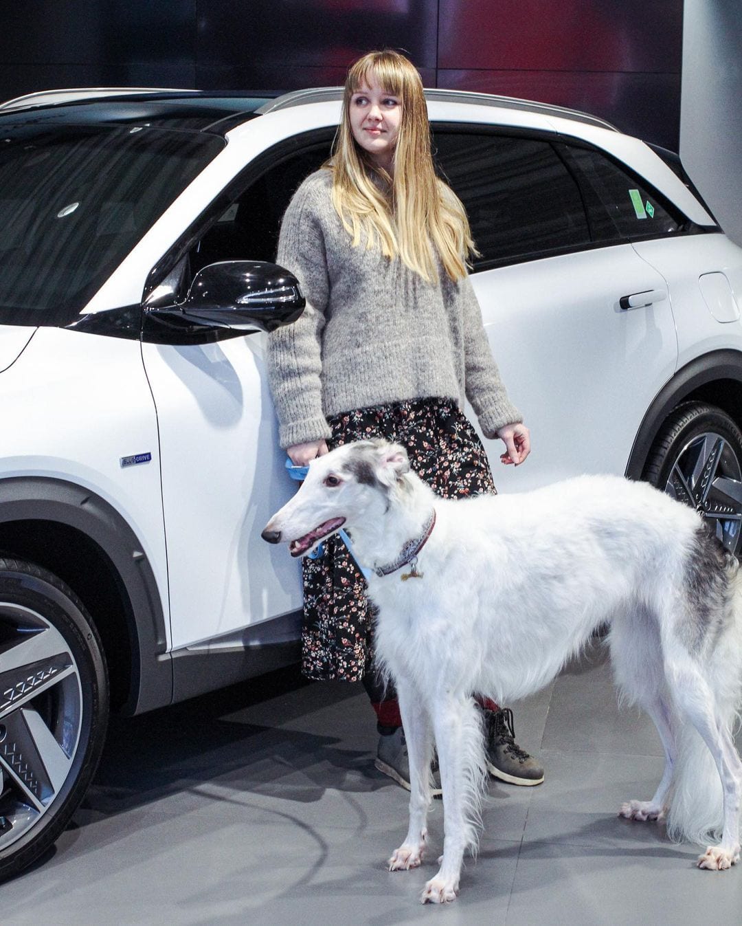 Dog-Friendly Map - Коворкинг Hyundai MotorStudio Moscow на Новом Арбате